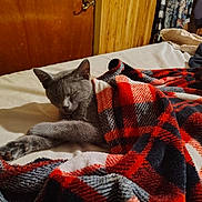 Church is registered to the contest to win money with this photo: cat, gray_cat, sleeping, blanket, plaid, bed, cozy, indoor, furniture, resting, pet, fur, paw, wooden_door, home, comfort, relaxation, animal, domestic, cute