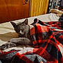 cat, gray_cat, sleeping, blanket, plaid, bed, cozy, indoor, furniture, resting, pet, fur, paw, wooden_door, home, comfort, relaxation, animal, domestic, cute