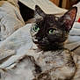 Wanda joined the competition — help win amazing prizes! cat, feline, green_eyes, fur, pet, animal, relaxed, blanket, soft, indoor, close_up, laying, whiskers, ears, portrait, cute, domestic_animal, cozy, home, sleepy