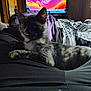 Wanda is registered to the contest to win money with this photo: cat, animal, pet, indoor, bed, blanket, television, screen, space, colorful, fur, black, white, purple, relaxing, comfort, person, clothing, room, wood
