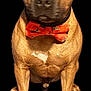 dog, bow_tie, orange, sitting, pet, canine, brown_fur, muscular, portrait, isolated, black_background, front_view, animal, cute, domestic_animal, looking_at_camera, collar, short_fur, large_dog, indoor