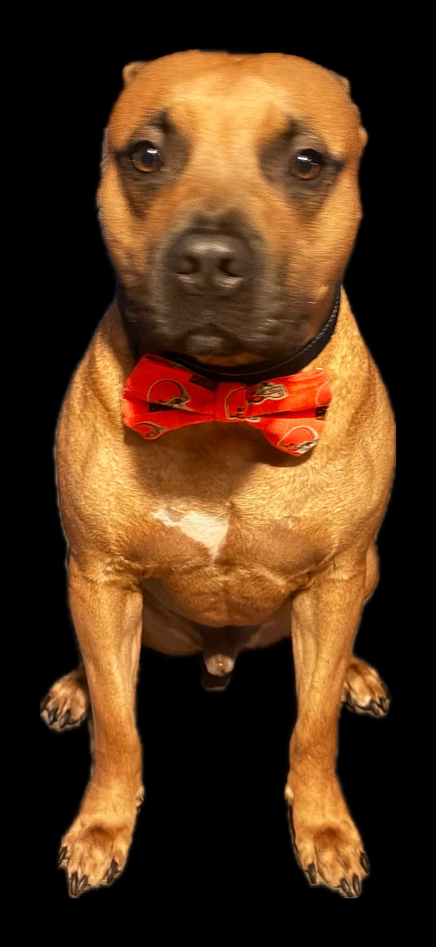 Bobo joined the competition — help win amazing prizes! dog, bow_tie, orange, sitting, pet, canine, brown_fur, muscular, portrait, isolated, black_background, front_view, animal, cute, domestic_animal, looking_at_camera, collar, short_fur, large_dog, indoor