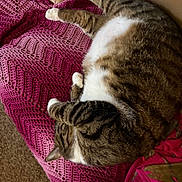 Tigger is registered to the contest to win money with this photo: blanket, cat, comfortable, couch, cozy, crocheted, curled_up, domestic_animal, feline, fur, home, indoor, napping, pet, pink, relaxed, resting, sleeping, soft, tabby_cat