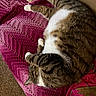 blanket, cat, comfortable, couch, cozy, crocheted, curled_up, domestic_animal, feline, fur, home, indoor, napping, pet, pink, relaxed, resting, sleeping, soft, tabby_cat