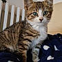 kitten, tabby, cat, pet, animal, feline, fur, whiskers, ears, eyes, blanket, indoor, cozy, cute, young, domestic, resting, curious, striped, soft