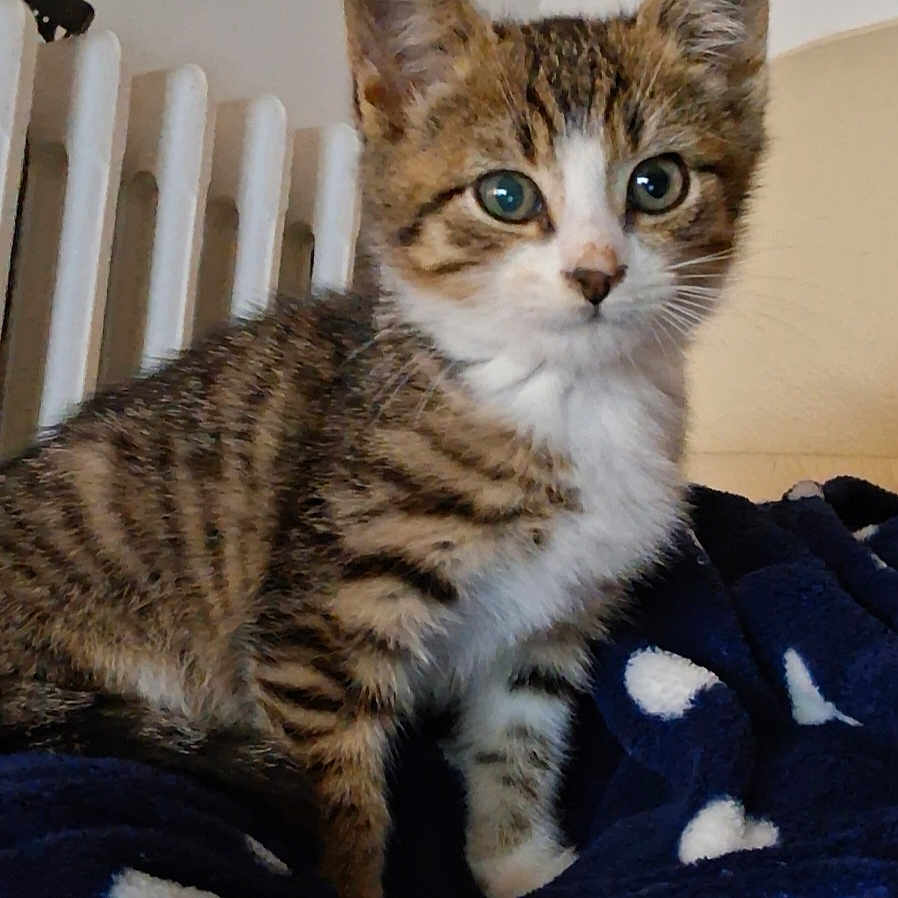 Aribo a rejoint le concours — aidez-le/la à gagner de superbes lots ! animal, blanket, cat, cozy, curious, cute, domestic, ears, eyes, feline, fur, indoor, kitten, pet, resting, soft, striped, tabby, whiskers, young