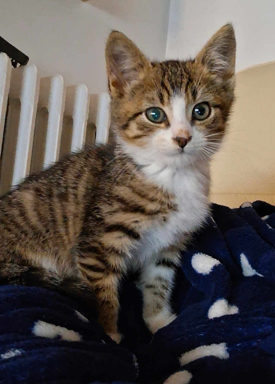 Aribo a rejoint le concours — aidez-le/la à gagner de superbes lots ! kitten, tabby, cat, pet, animal, feline, fur, whiskers, ears, eyes, blanket, indoor, cozy, cute, young, domestic, resting, curious, striped, soft