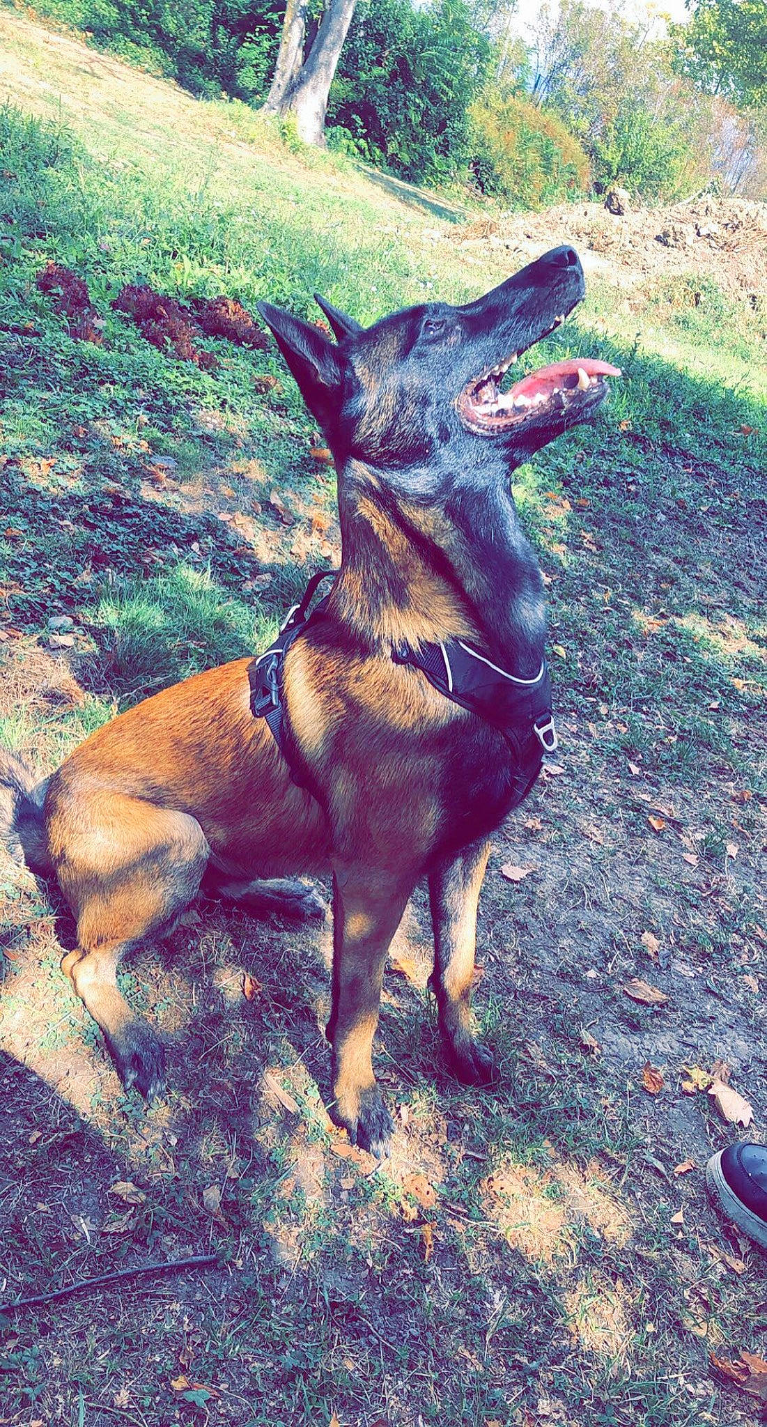 Biggy participe au concours pour gagner de l'argent avec cette photo : canidae, carnivore, dog, dog_breed, fawn, hunting_dog, liver, mammal, vertebrate, working_dog