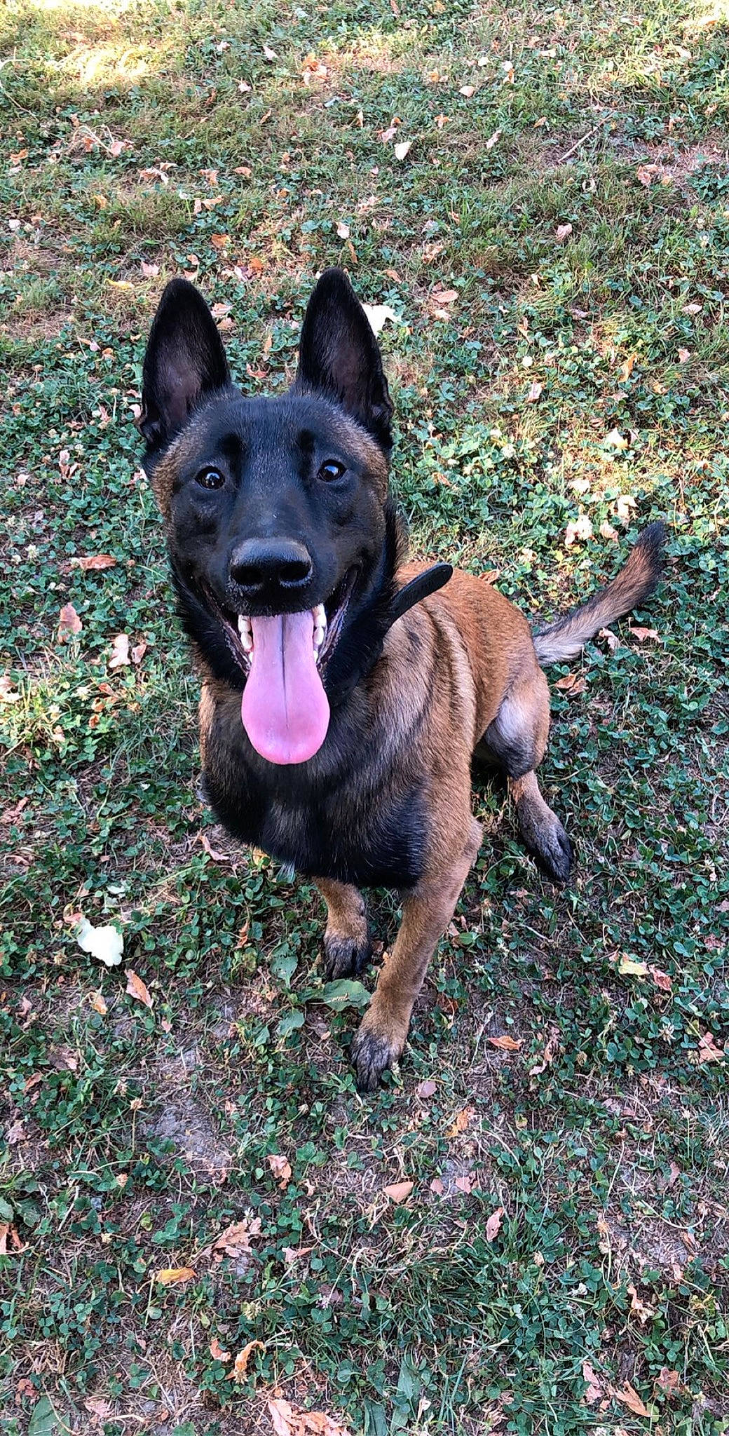 Biggy a rejoint le concours — aidez-le/la à gagner de superbes lots ! belgian_shepherd, belgian_shepherd_malinois, canidae, carnivore, dog, dog_breed, dutch_shepherd_dog, formosan_mountain_dog, kai_ken, mammal, police_dog, rare_breed_dog, vertebrate, working_dog