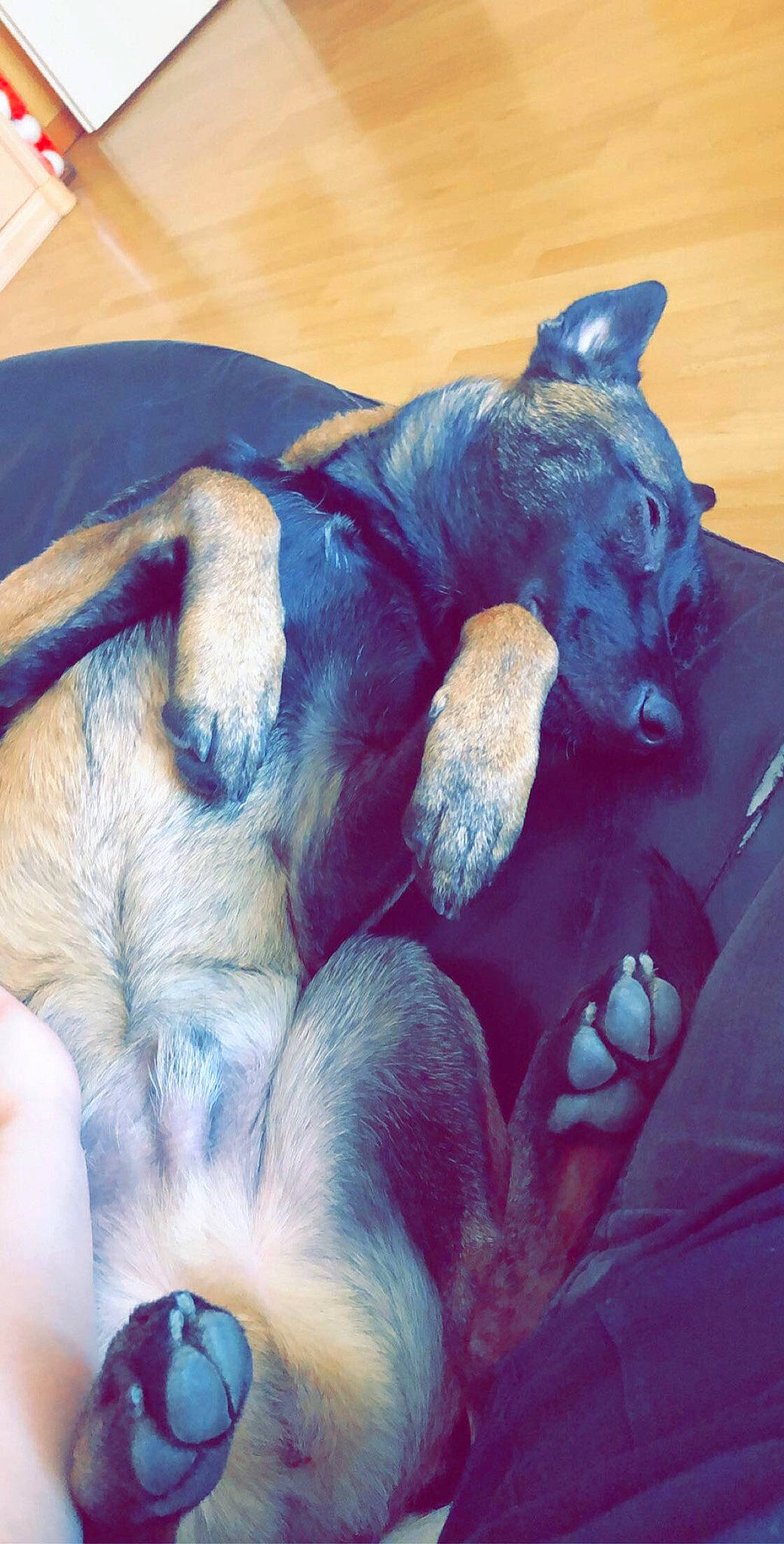 Biggy participe au concours pour gagner de l'argent avec cette photo : canidae, carnivore, cat, dog_breed, fawn, felidae, kitten, korat, nap, paw, puppy, russian_blue, sleep, small_to_medium_sized_cats, tail