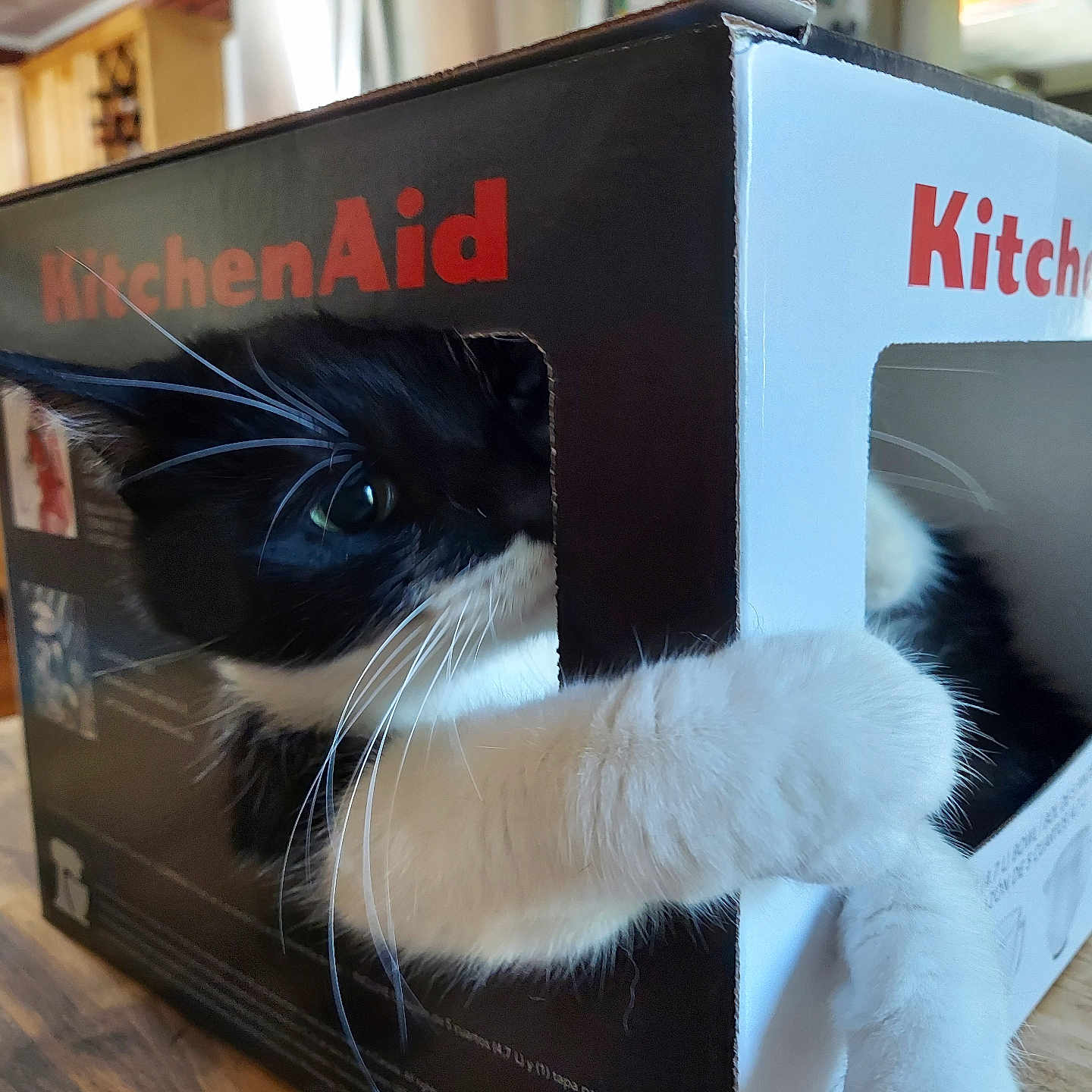 Zig Zag is registered to the contest to win money with this photo: cat, black_and_white, fur, whiskers, paw, blue_eyes, pet, animal, box, cardboard, kitchenaid, kitchen, countertop, indoor, home, appliance, close_up, funny, curious, portrait