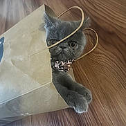 Stormy joined the competition — help win amazing prizes! cat, gray_cat, paper_bag, floor, wood_floor, collar, pet, cute, indoor, curious, paws, wide_eyes, playful, animal, feline, domestic_cat, close_up, face, sitting, household