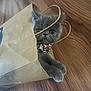 cat, gray_cat, paper_bag, floor, wood_floor, collar, pet, cute, indoor, curious, paws, wide_eyes, playful, animal, feline, domestic_cat, close_up, face, sitting, household