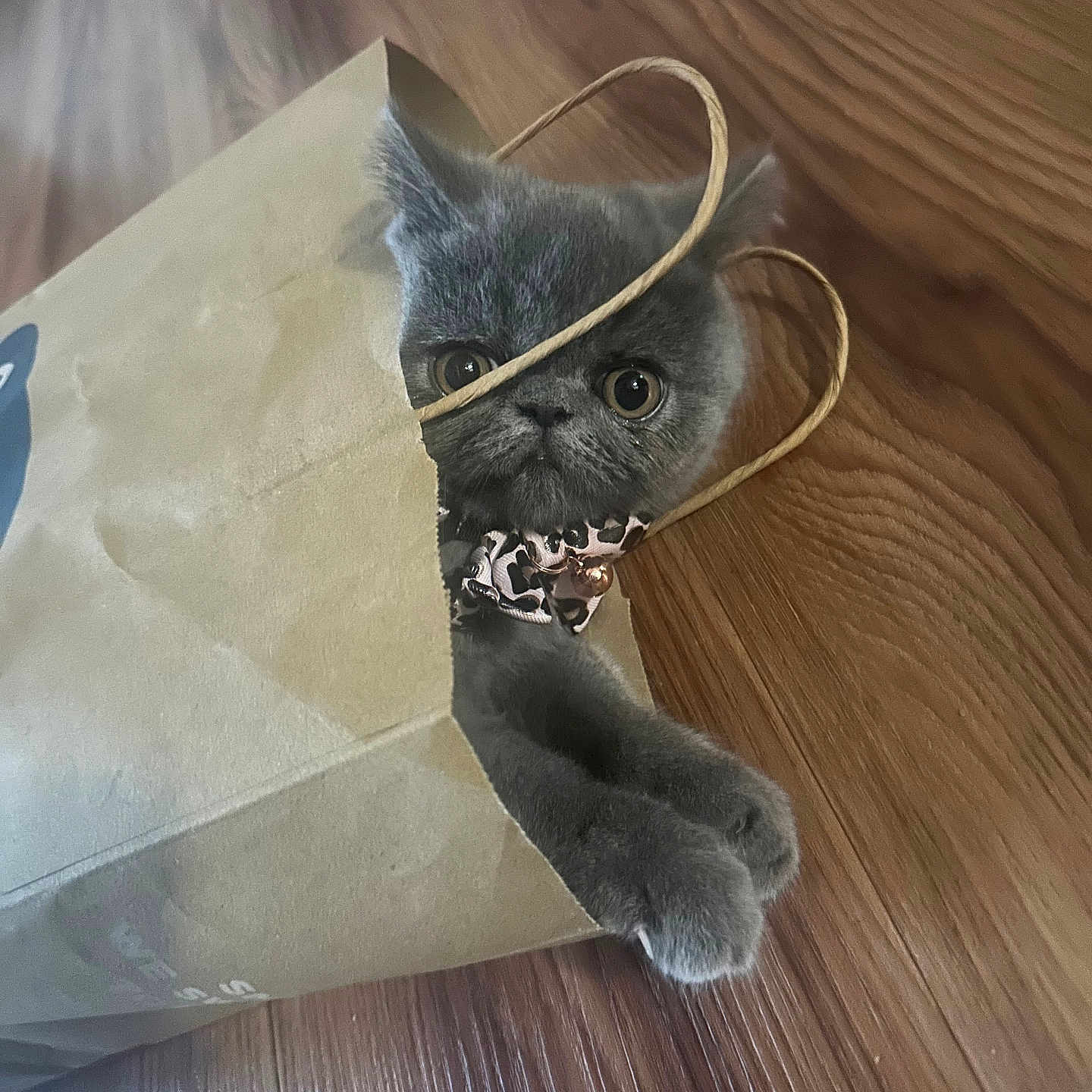 Stormy joined the competition — help win amazing prizes! animal, cat, close_up, collar, curious, cute, domestic_cat, face, feline, floor, gray_cat, household, indoor, paper_bag, paws, pet, playful, sitting, wide_eyes, wood_floor