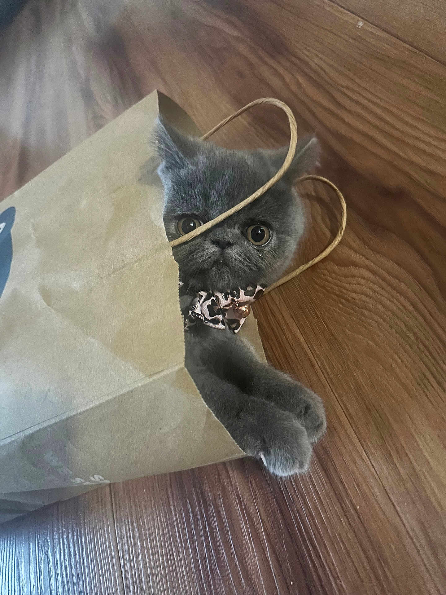 Stormy joined the competition — help win amazing prizes! cat, gray_cat, paper_bag, floor, wood_floor, collar, pet, cute, indoor, curious, paws, wide_eyes, playful, animal, feline, domestic_cat, close_up, face, sitting, household