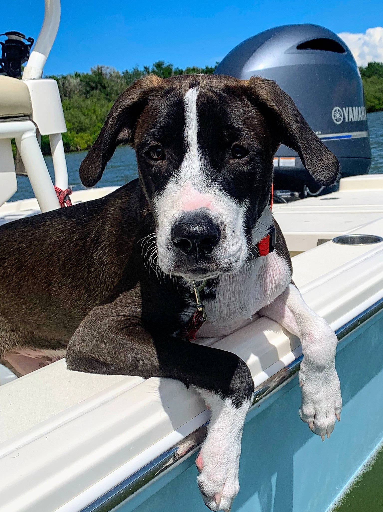 Finley joined the competition — help win amazing prizes! automotive_exterior, boat, canidae, carnivore, cloud, collar, companion_dog, dog, dog_breed, dog_collar, naval_architecture, recreation, sky, snout, sporting_group, vehicle, water, watercraft, windshield, working_animal
