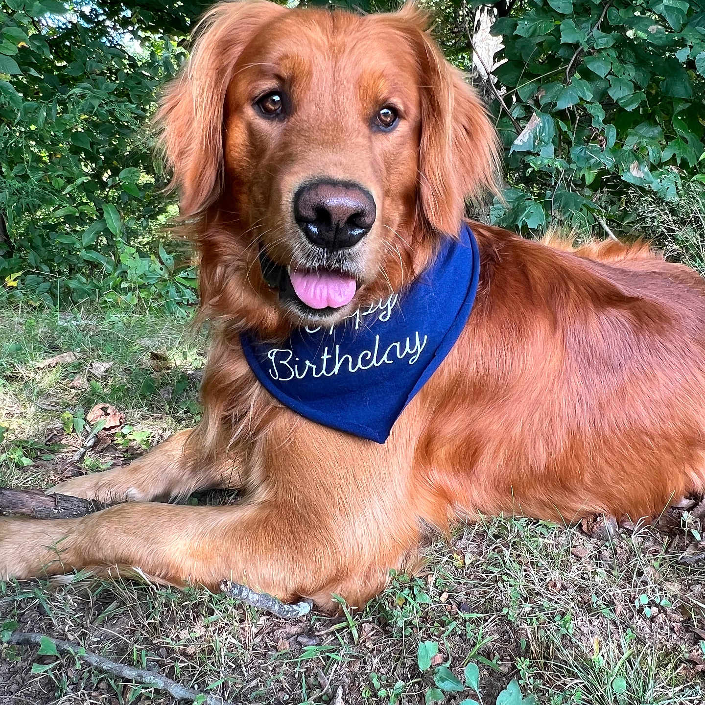 Finn is registered to the contest to win money with this photo: accessories, animal, canine, dog, face, goldenretriever, grass, head, land, nature, outdoors, person, pet, photography, plant, portrait, puppy, tree, vegetation, woodland