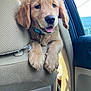Murphy is registered to the contest to win money with this photo: accessories, animal, belt, canine, car, car_interior, carseat, cockerspaniel, cushion, dog, goldenretriever, headrest, homedecor, hound, person, pet, puppy, sleeping, transportation, vehicle