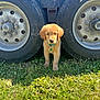 Murphy is registered to the contest to win money with this photo: alloywheel, animal, architecture, building, canine, car, carwheel, dog, goldenretriever, grass, machine, outdoors, pet, plant, puppy, spoke, tire, transportation, vehicle, wheel