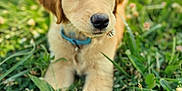 Murphy is registered to the contest to win money with this photo: animal, canine, cockerspaniel, dog, field, goldenretriever, grass, grassland, herbal, herbs, hound, labradorretriever, lawn, nature, outdoors, pet, plant, puppy, terrier, whitedog