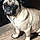 Puggy