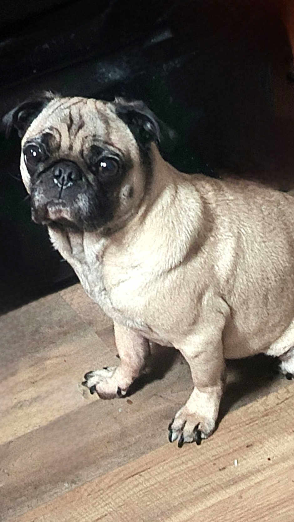 Puggy joined the competition — help win amazing prizes! animal, canine, claws, companion, curious, cute, dog, domestic, ears, face, fur, indoor, legs, looking, pet, portrait, pug, snout, standing, wooden_floor