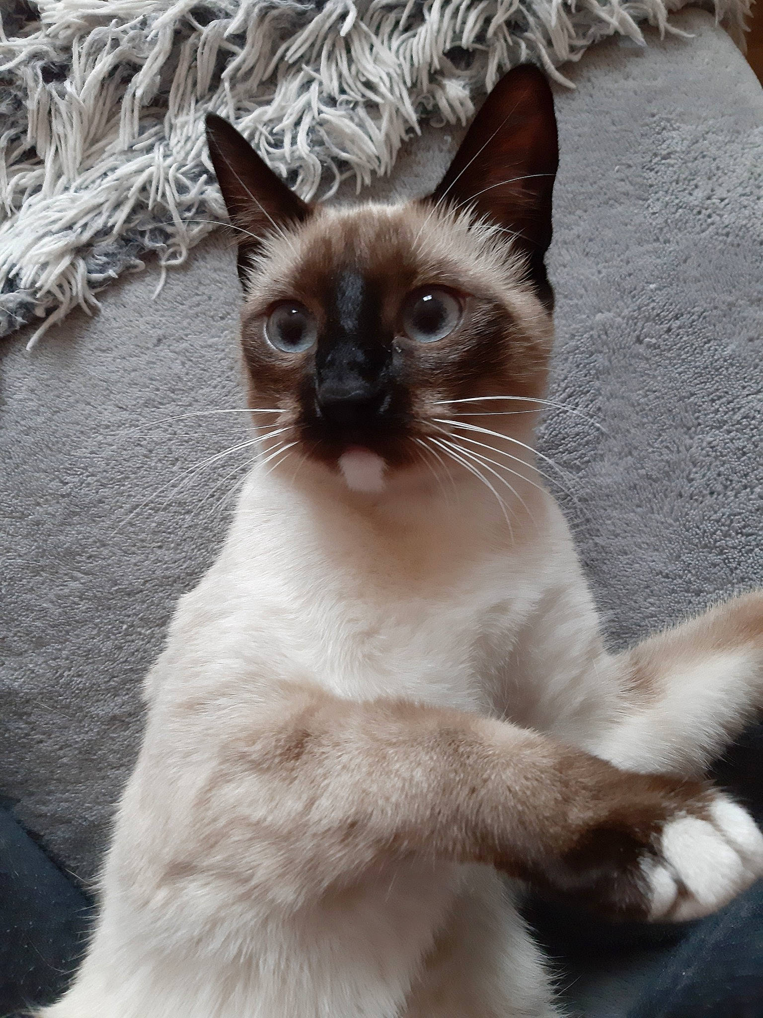 Praline a rejoint le concours — aidez-le/la à gagner de superbes lots ! asian, balinese, birman, burmese, carnivore, cat, colorpoint_shorthair, felidae, himalayan, javanese, mammal, ojos_azules, ragdoll, siamese, small_to_medium_sized_cats, snowshoe, thai, tonkinese, vertebrate, whiskers