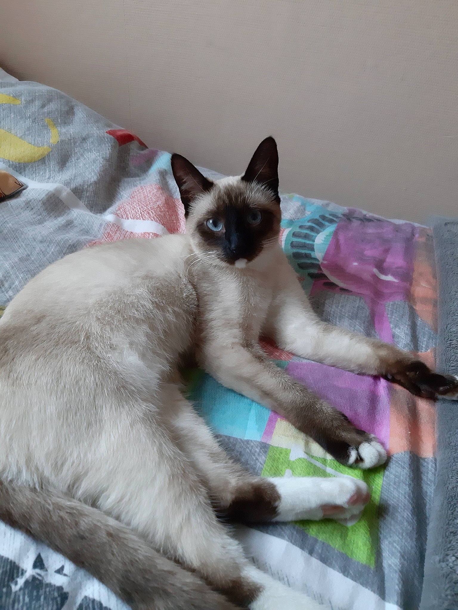 Praline participe au concours pour gagner de l'argent avec cette photo : asian, balinese, burmese, carnivore, cat, colorpoint_shorthair, fawn, felidae, javanese, korat, mammal, siamese, small_to_medium_sized_cats, snowshoe, tail, thai, tonkinese, vertebrate, whiskers