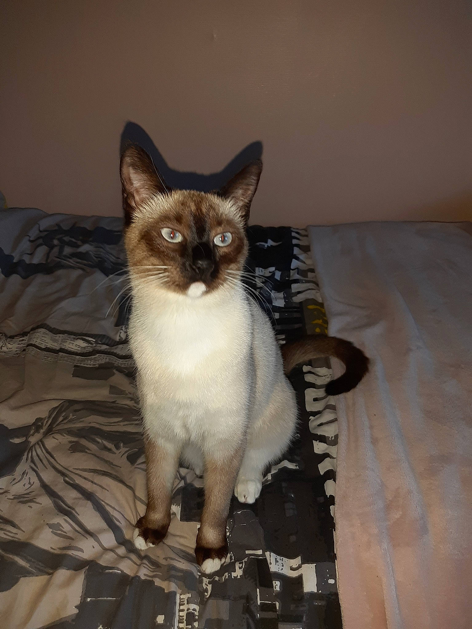 Praline a rejoint le concours — aidez-le/la à gagner de superbes lots ! asian, balinese, burmese, carnivore, cat, colorpoint_shorthair, fawn, felidae, javanese, kitten, mammal, ojos_azules, siamese, small_to_medium_sized_cats, tail, thai, tonkinese, vertebrate, whiskers