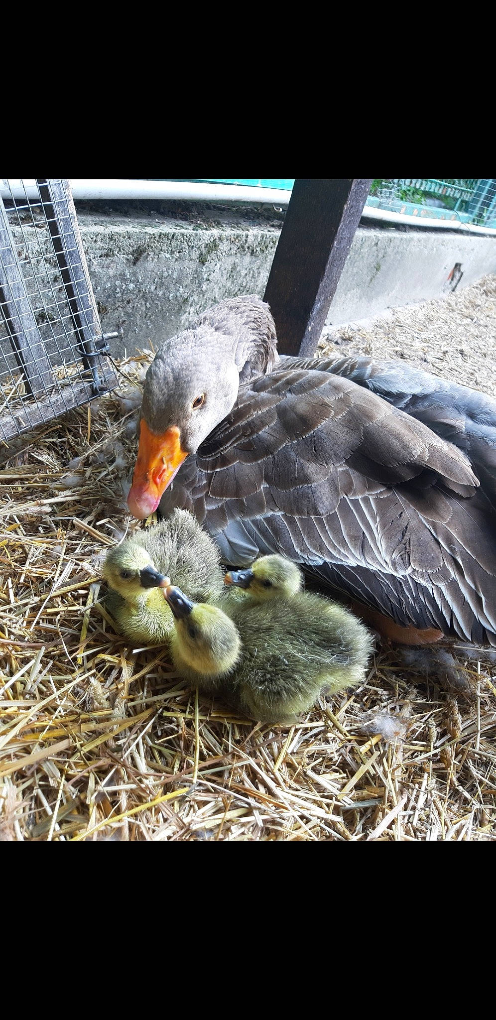 Gigi a rejoint le concours — aidez-le/la à gagner de superbes lots ! _geese_and_swans, adaptation, american_black_duck, beak, bird, duck, ducks, fowl, goose, livestock, mallard, organism, pato, water_bird, waterfowl