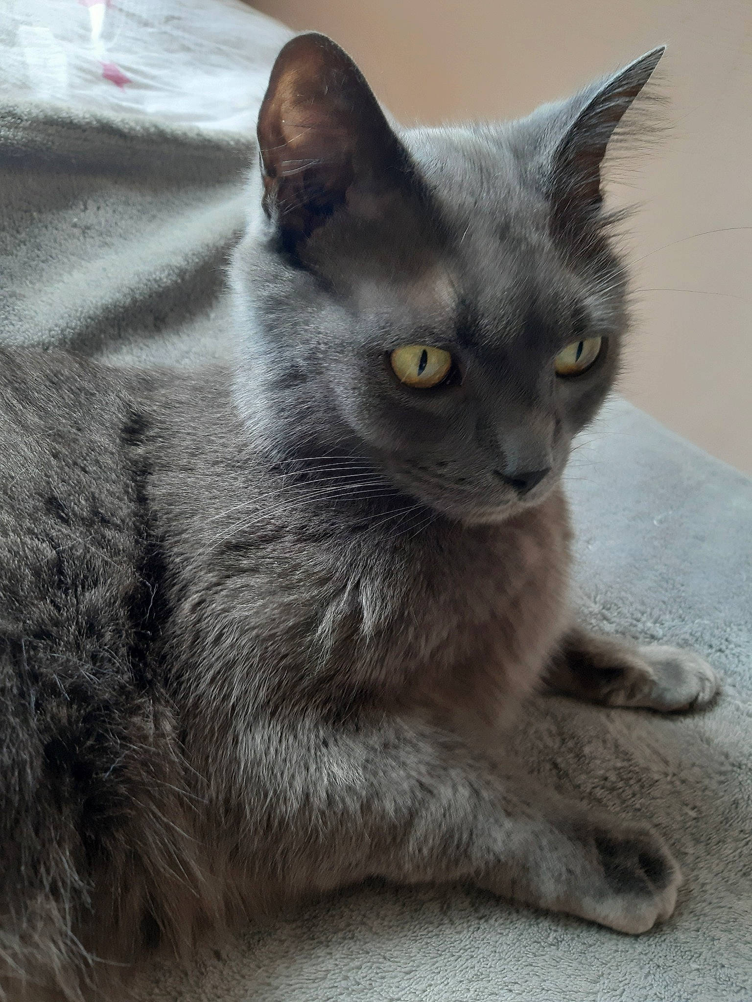 Jack participe au concours pour gagner de l'argent avec cette photo : asian, british_shorthair, burmese, carnivore, cat, chartreux, domestic_short_haired_cat, felidae, german_rex, javanese, kitten, korat, mammal, nebelung, oriental_shorthair, russian_blue, small_to_medium_sized_cats, snout, vertebrate, whiskers