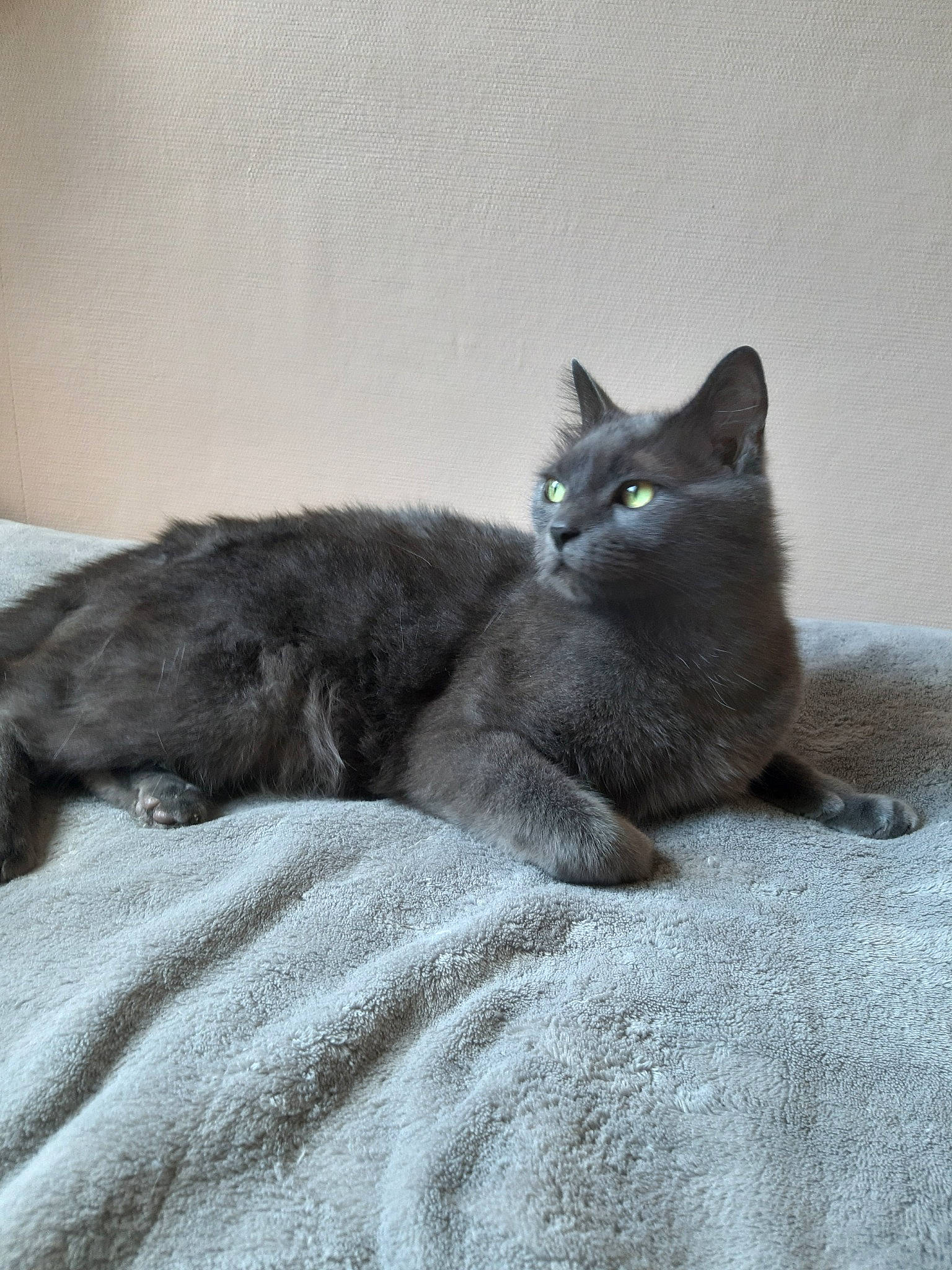 Jack a rejoint le concours — aidez-le/la à gagner de superbes lots ! black_cat, british_semi_longhair, british_shorthair, burmese, carnivore, cat, chartreux, domestic_long_haired_cat, domestic_short_haired_cat, felidae, fur, kitten, korat, mammal, nebelung, norwegian_forest_cat, russian_blue, small_to_medium_sized_cats, vertebrate, whiskers