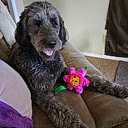 Gabby is registered to the contest to win money with this photo: animal, brown_couch, carpet, couch, dog, flower_toy, fur, happy, indoor, living_room, long_fur, paw, pet, pet_toy, plush_toy, purple_pillow, relaxed, smiling_dog, toy, wall