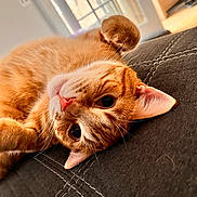 Otis joined the competition — help win amazing prizes! cat, ginger_cat, orange_cat, white_cat, pet, feline, animal, whiskers, green_eyes, pink_nose, pointed_ears, curled_tail, lying_down, relaxed, playful, indoor, sofa, couch, window, portrait