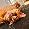 animal, cat, couch, curled_tail, feline, ginger_cat, green_eyes, indoor, lying_down, orange_cat, pet, pink_nose, playful, pointed_ears, portrait, relaxed, sofa, whiskers, white_cat, window