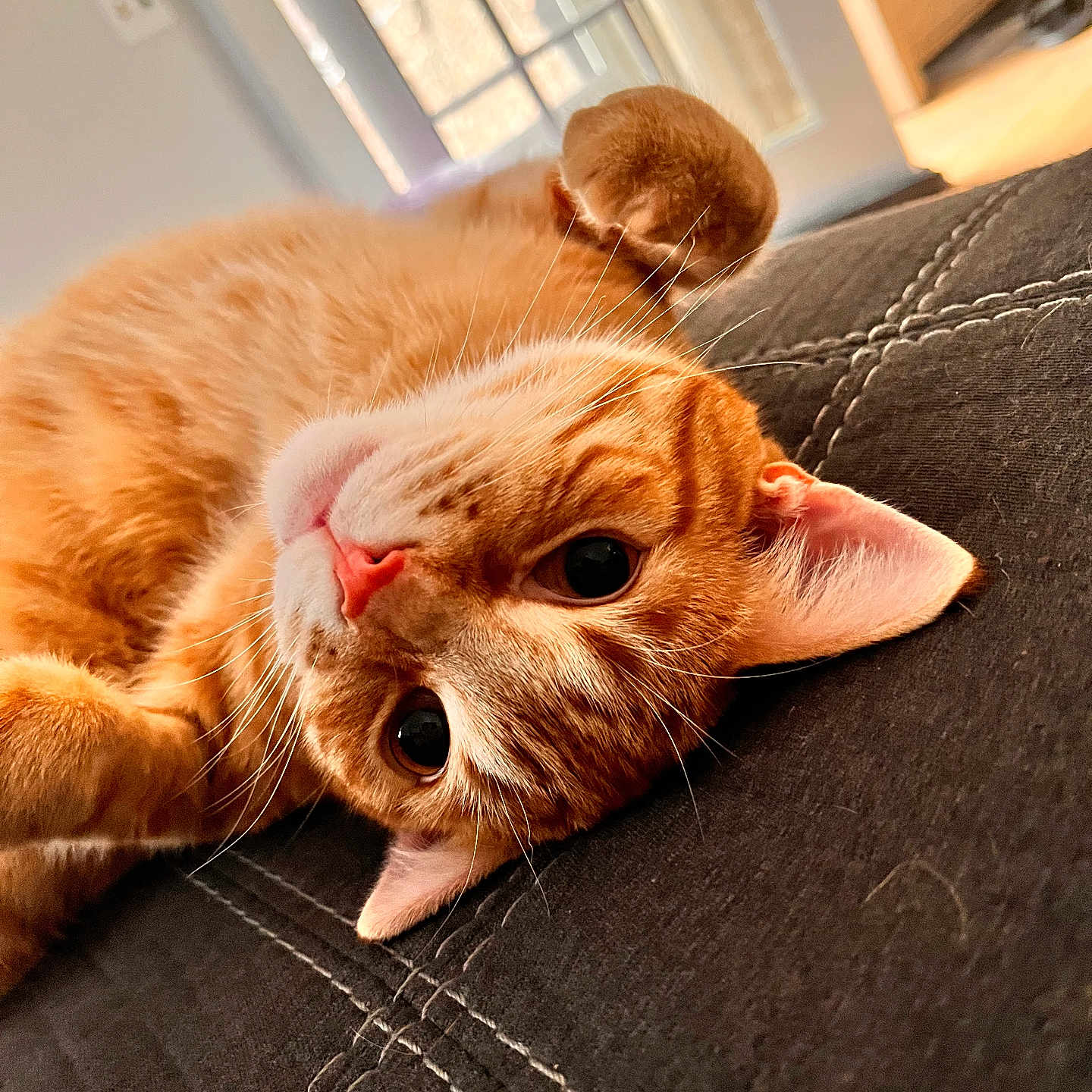 Otis