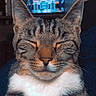 animal, background, cat, closeup, cozy, cute, ears, feline, fur, indoor, living_room, nose, pet, portrait, relaxation, resting, sleeping, tabby, television, whiskers