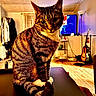 Annie joined the competition — help win amazing prizes! cat, coat, coat_rack, curtains, domestic_animal, ears, furniture, guitar, indoor, lamp, living_room, paws, pet, tabby, table, tail, television, whiskers, window, wood_floor
