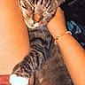 Annie joined the competition — help win amazing prizes! animal, bracelet, cat, closeup, comfort, cozy, cute, feline, hand, indoor, legs, person, pet, relaxing, resting, sleeping, snuggling, tabby, warm, white_paws