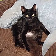 Chubbs joined the competition — help win amazing prizes! cat, black_cat, sitting, couch, furniture, blanket, indoor, pet, animal, yellow_eyes, relaxed, fluffy, texture, looking_at_camera, whiskers, ears, tail, fur, home, cozy