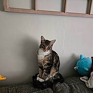 Sunflower is registered to the contest to win money with this photo: animal, cat, couch, curious, cute, domestic_animal, feline, furry, gray_couch, home, indoor, pet, plush_toy, portrait, relaxed, sitting, tabby, wall, white_paws, wooden_frame