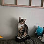 animal, cat, couch, curious, cute, domestic_animal, feline, furry, gray_couch, home, indoor, pet, plush_toy, portrait, relaxed, sitting, tabby, wall, white_paws, wooden_frame