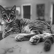 Chino is registered to the contest to win money with this photo: cat, tabby, animal, pet, indoor, relaxed, fur, whiskers, portrait, laying, closeup, face, eyes, table, blurred_background, domestic_cat, cute, mammal, feline, resting