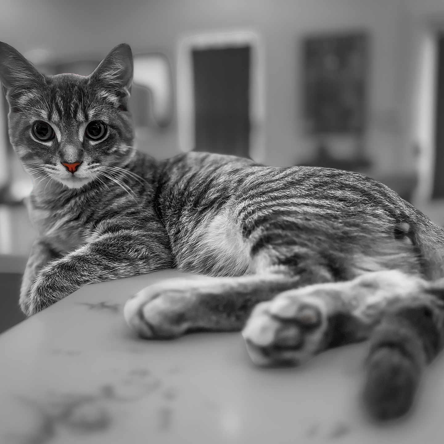 Chino is registered to the contest to win money with this photo: cat, tabby, animal, pet, indoor, relaxed, fur, whiskers, portrait, laying, closeup, face, eyes, table, blurred_background, domestic_cat, cute, mammal, feline, resting