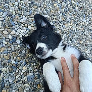 Merry participe au concours pour gagner de l'argent avec cette photo : puppy, dog, black_and_white, playing, hand, pebbles, outdoor, pet, cute, fur, lying_down, tickling, animal, close_up, nature, small_dog, paw, happy, friendly, young_dog