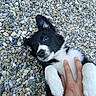 puppy, dog, black_and_white, playing, hand, pebbles, outdoor, pet, cute, fur, lying_down, tickling, animal, close_up, nature, small_dog, paw, happy, friendly, young_dog