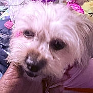 Rosie is registered to the contest to win money with this photo: dog, close_up, fluffy, bow, pet, indoor, hand, animal, cute, white_fur, blur, small_dog, accessory, face, furry, background_clutter, soft, domestic, companion, portrait