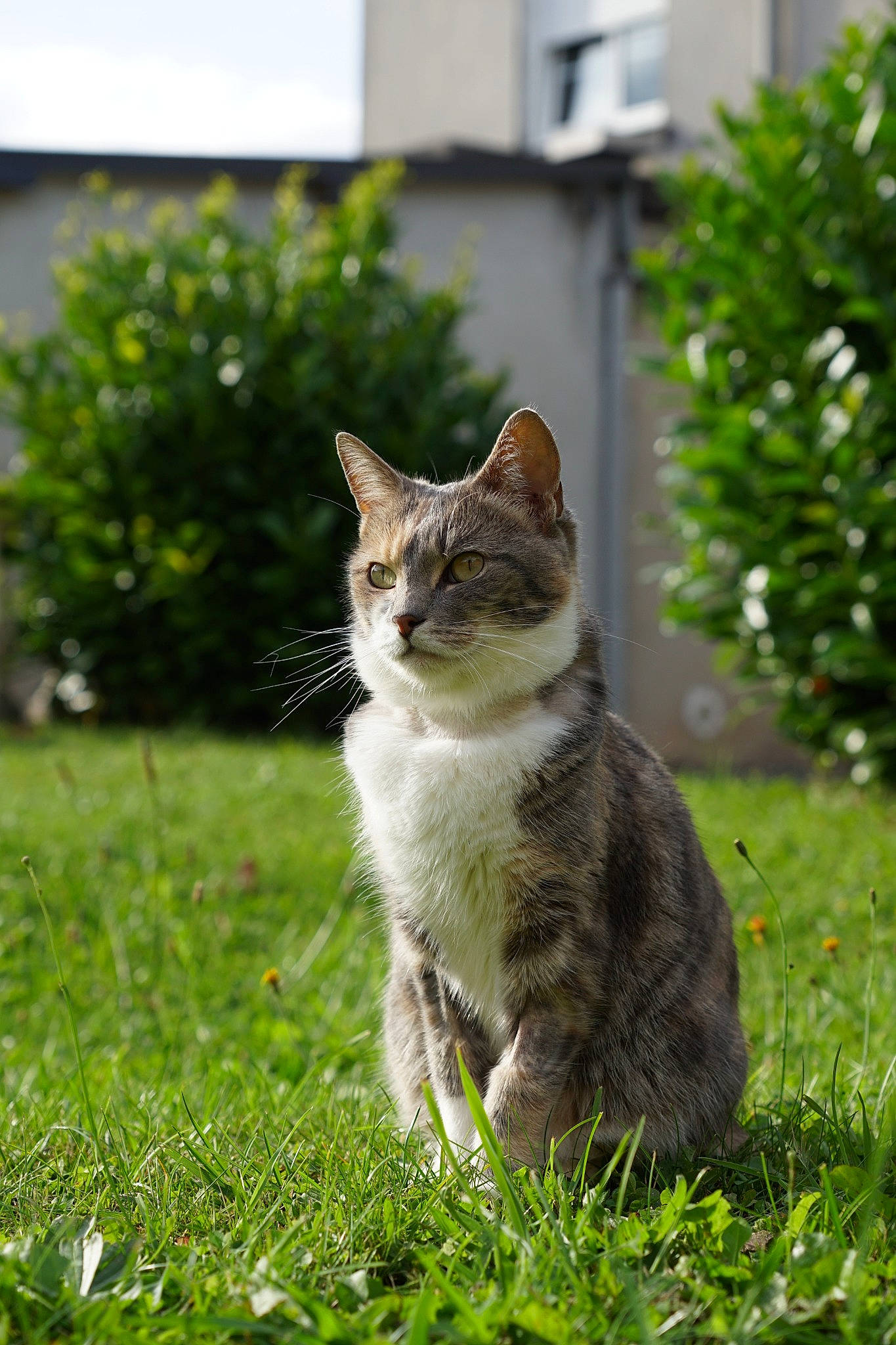 Emma participe au concours pour gagner de l'argent avec cette photo : carnivore, cat, domestic_short_haired_cat, fawn, felidae, fur, garden, grass, grass_family, groundcover, plant, sitting, small_to_medium_sized_cats, snout, tail, terrestrial_animal, tree, whiskers, wildlife, window