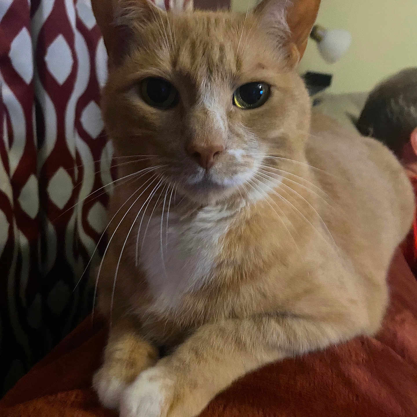 Lentil joined the competition — help win amazing prizes! animal, blanket, cat, close_up, cozy, curtain, domestic_cat, ears, feline, fur, ginger_cat, indoor, looking_at_camera, pet, portrait, relaxed, resting, soft_lighting, whiskers, white_markings