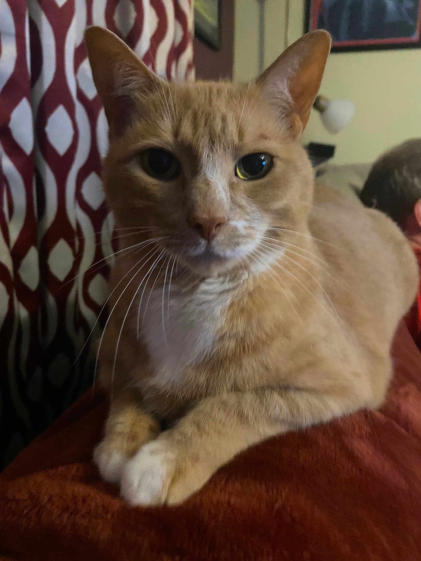 Lentil joined the competition — help win amazing prizes! cat, ginger_cat, white_markings, close_up, indoor, resting, blanket, curtain, pet, animal, whiskers, ears, feline, fur, domestic_cat, relaxed, portrait, looking_at_camera, soft_lighting, cozy